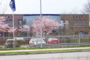 Gebäude mit rosa Baum 